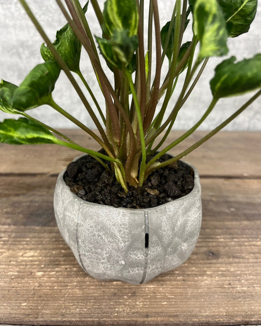 【現品】シンゴニウム シュリンクハート sen鉢セット