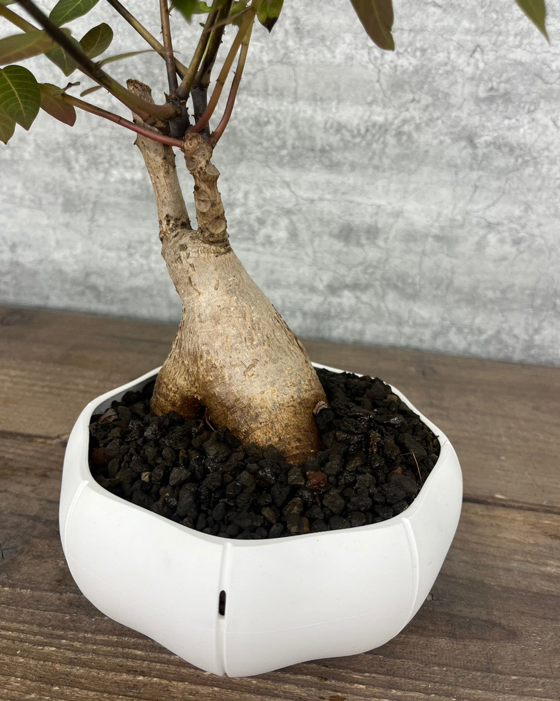 【現品】フィランサス ミラビリス sen鉢セット