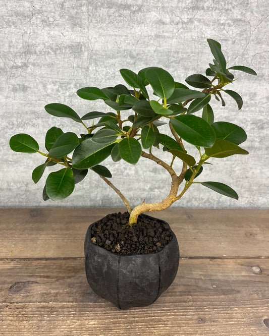 【現品】フィカス ルビギノーサ sen鉢セット