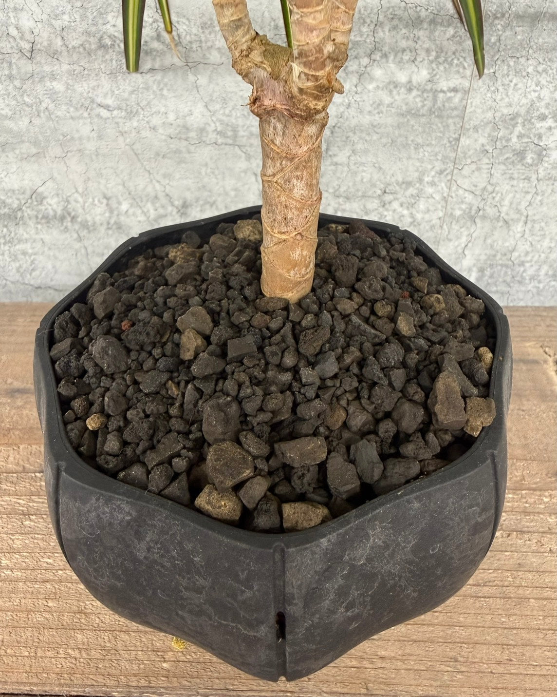 【現品】ドラセナ マジナータ ゴールド sen鉢セット