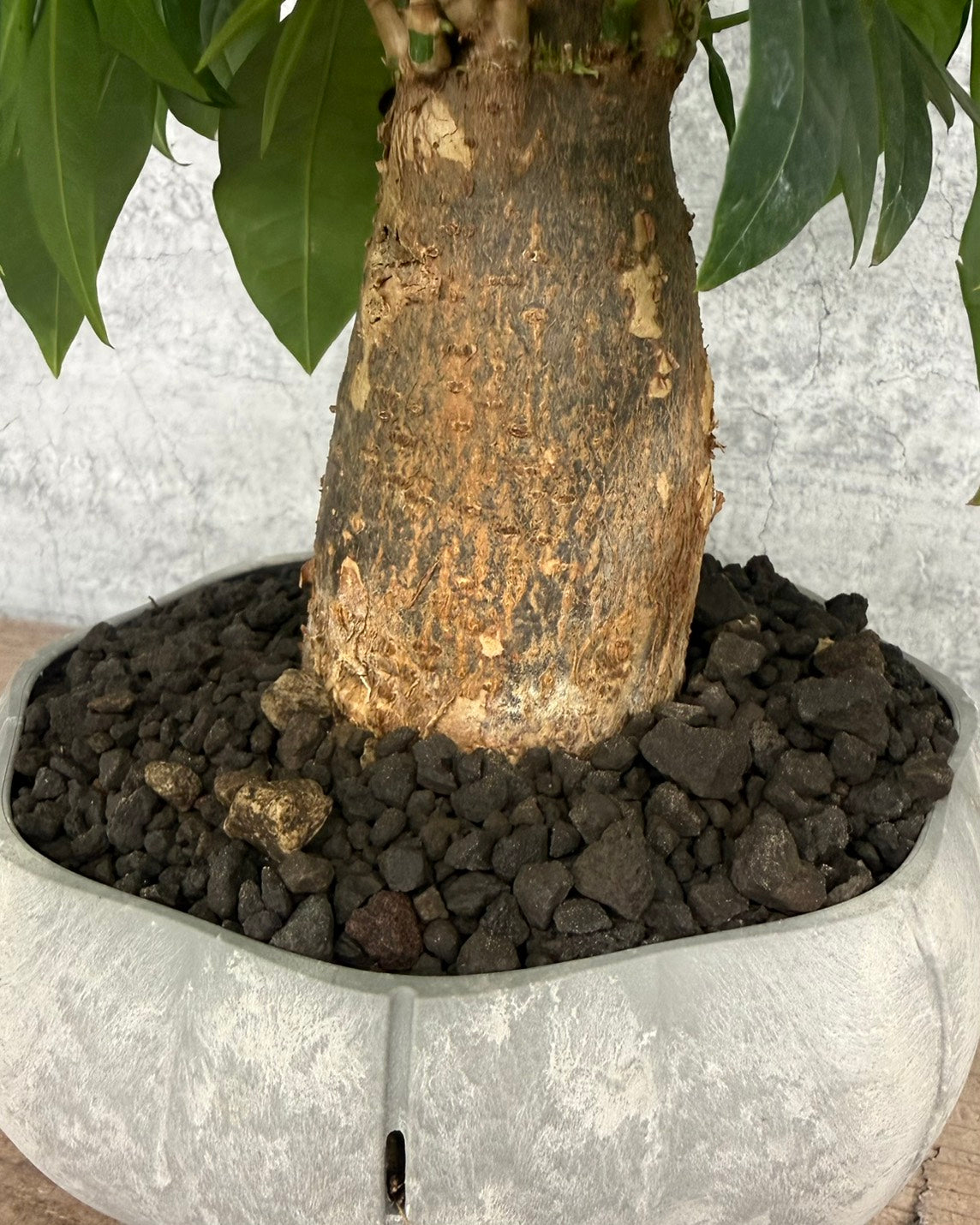 【現品】パキラ sen鉢セット