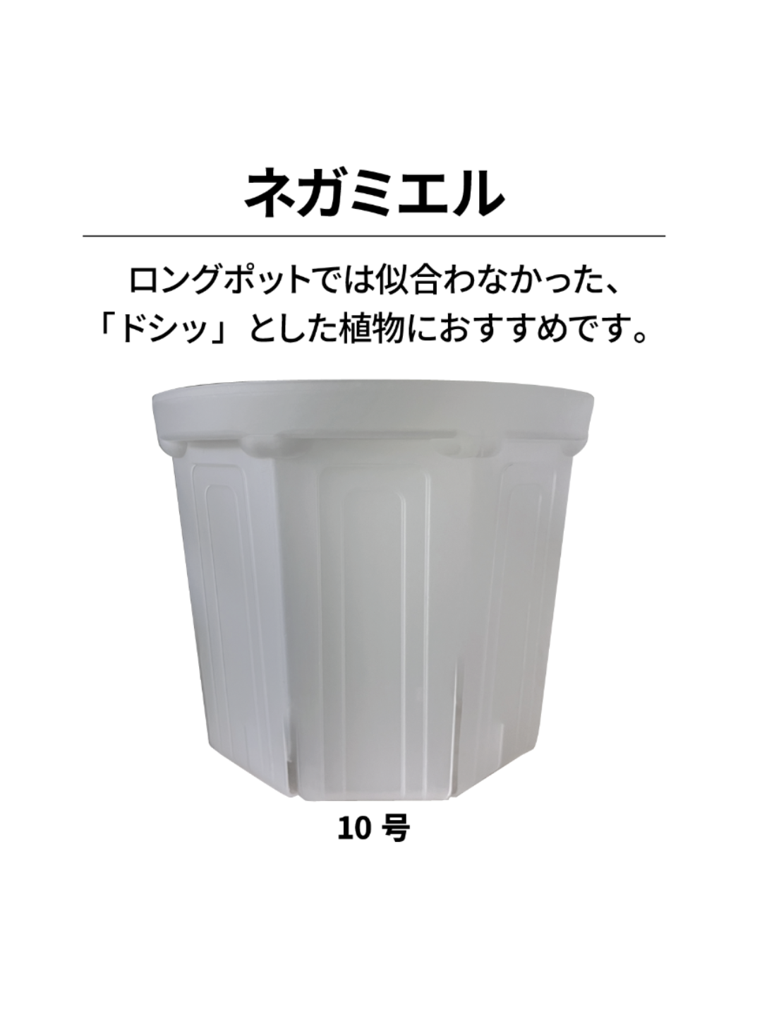 ネガミエル　2.5~10号