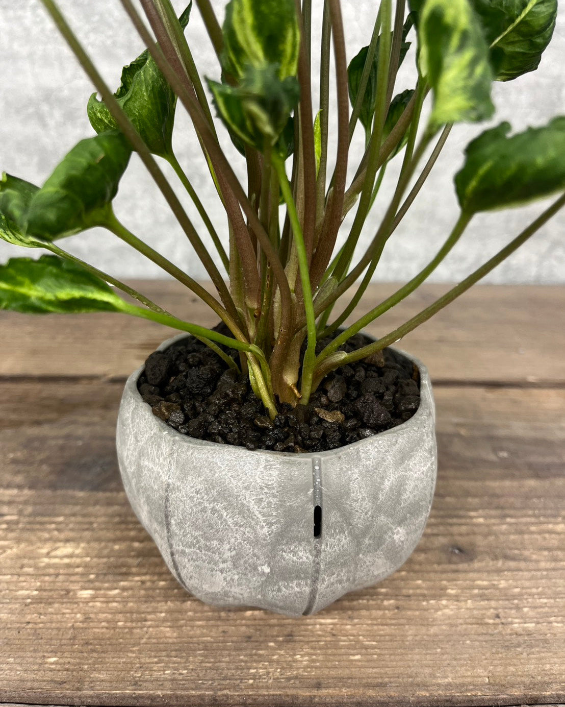 【現品】シンゴニウム  シュリンクハート sen鉢セット