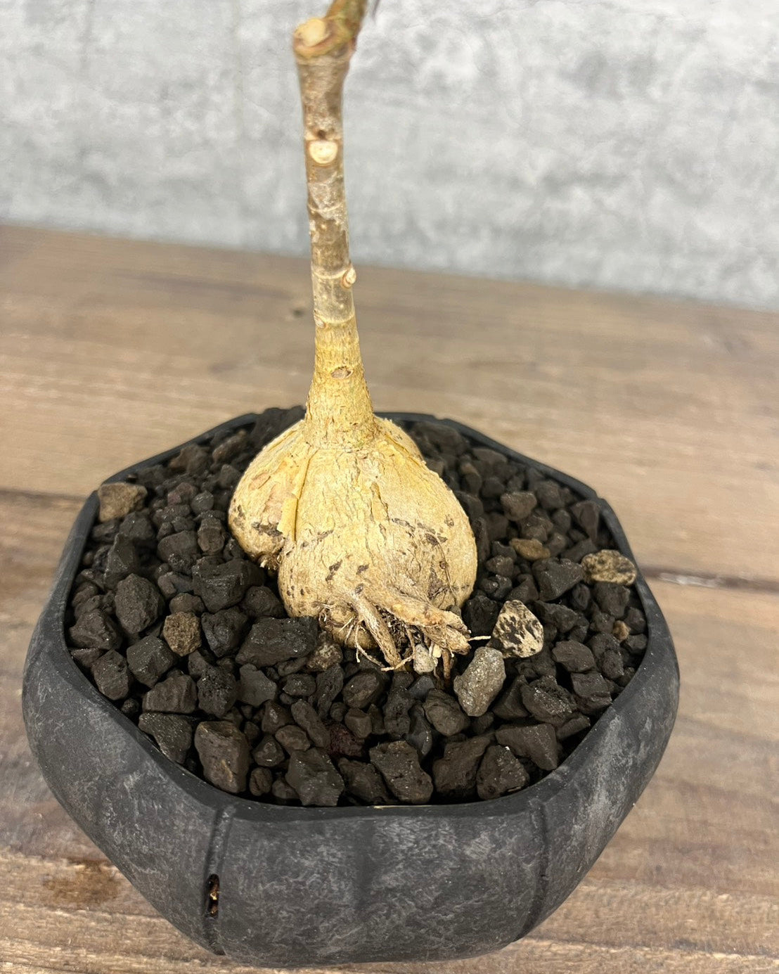 【現品】フィカス ペティオラリス sen鉢セット