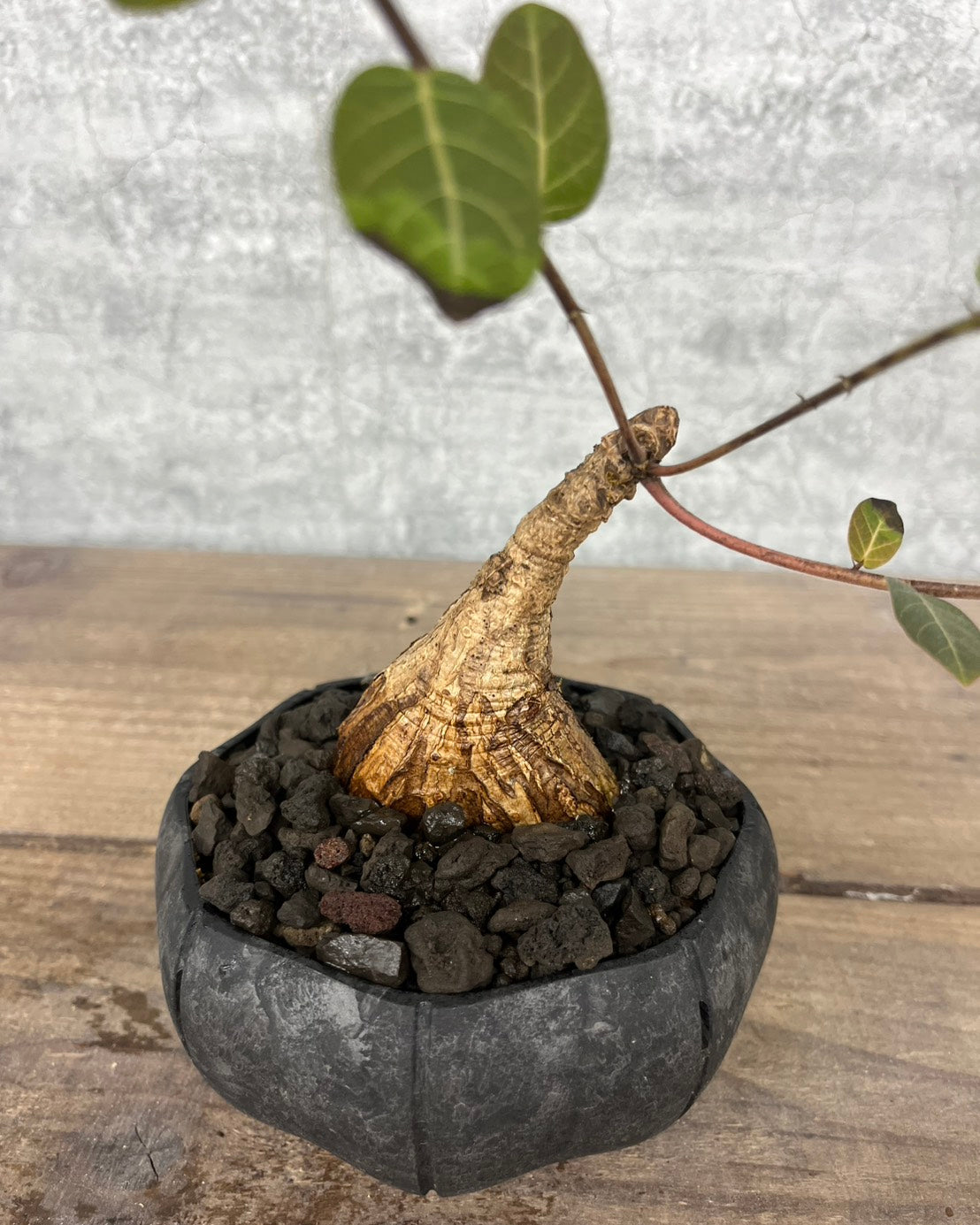 【現品】フィランサス ミラビリス sen鉢セット