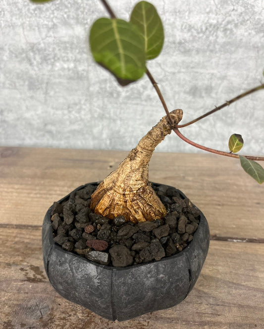 【現品】フィランサス ミラビリス sen鉢セット