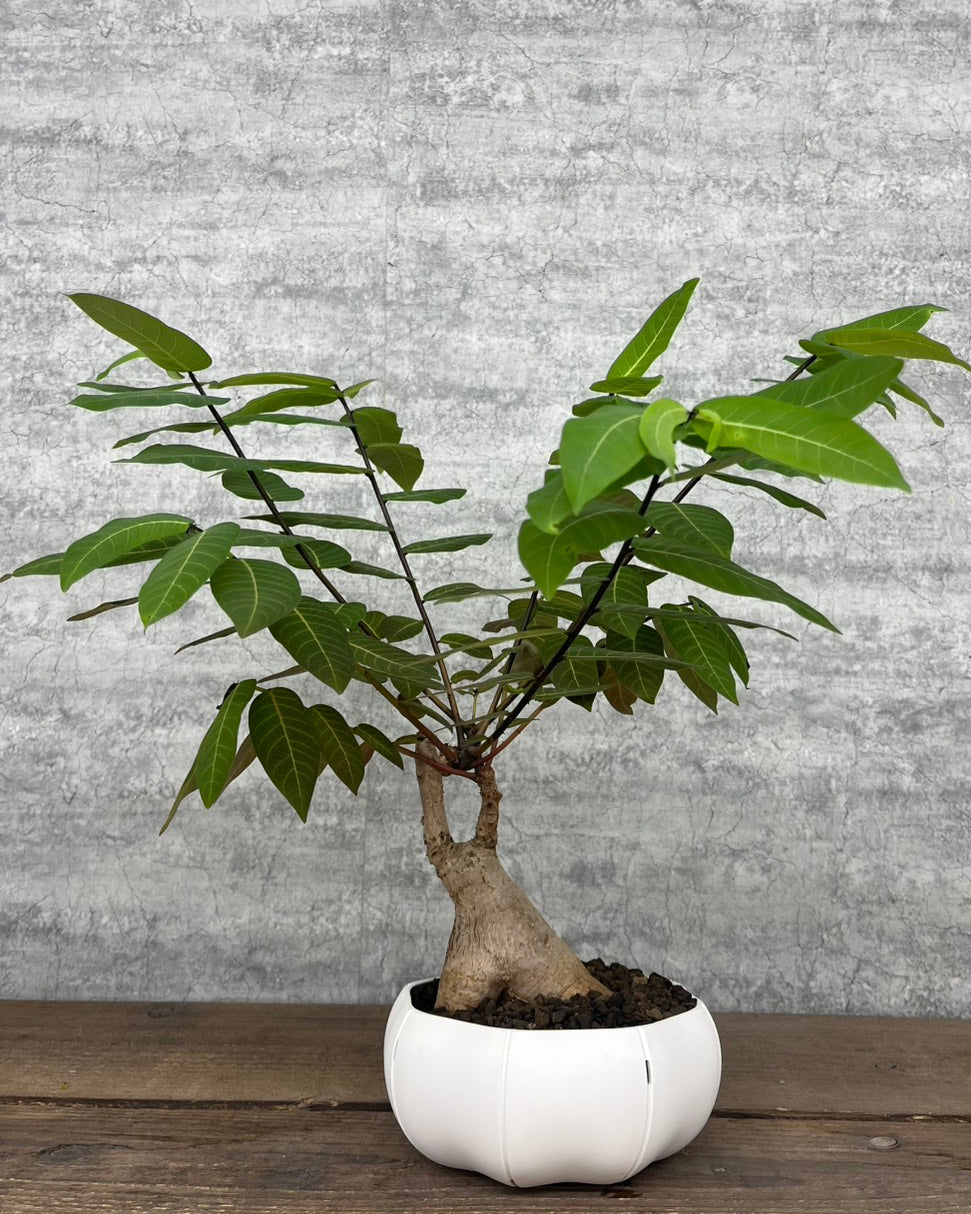 【現品】フィランサス ミラビリス sen鉢セット