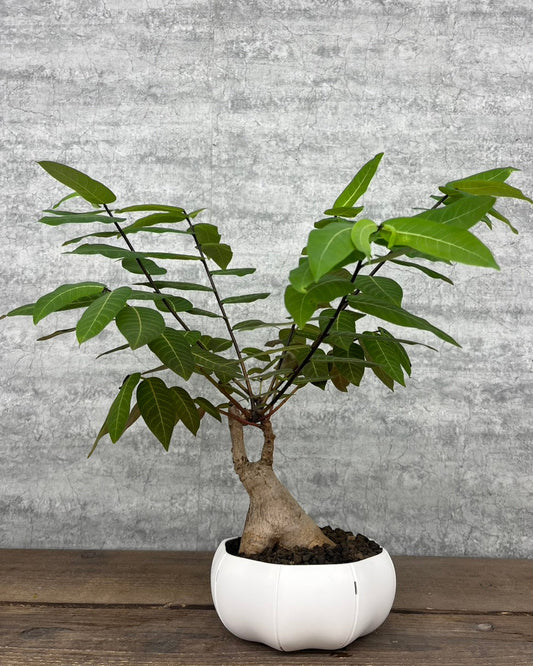 【現品】フィランサス ミラビリス sen鉢セット