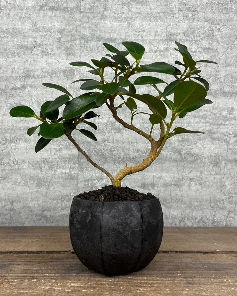 【現品】フィカス ルビギノーサ sen鉢セット