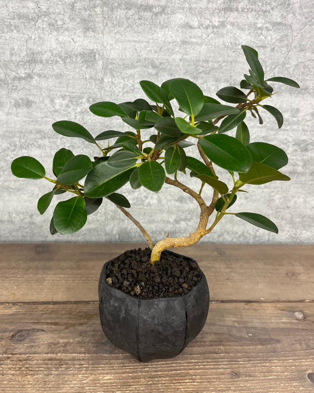 【現品】フィカス ルビギノーサ sen鉢セット