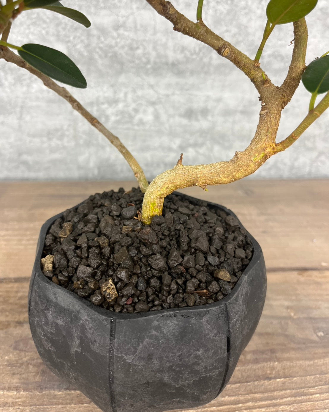 【現品】フィカス ルビギノーサ sen鉢セット