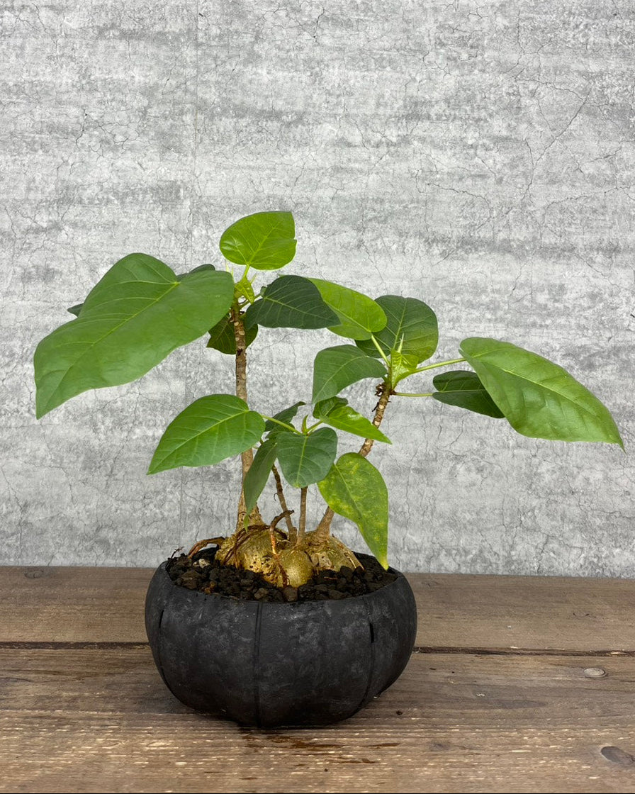 【現品】フィカス ペティオラリスsen鉢セット