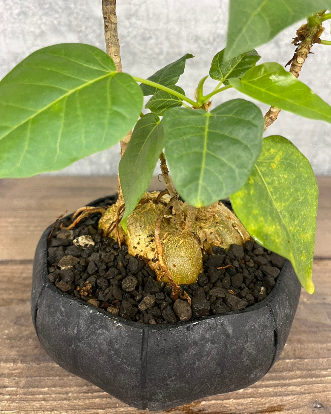 【現品】フィカス ペティオラリスsen鉢セット