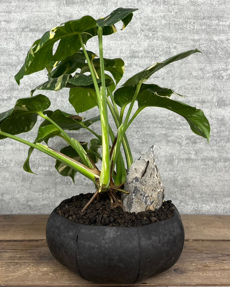 【現品】モンステラ デリシオーサ タイコンステレーション sen鉢セット