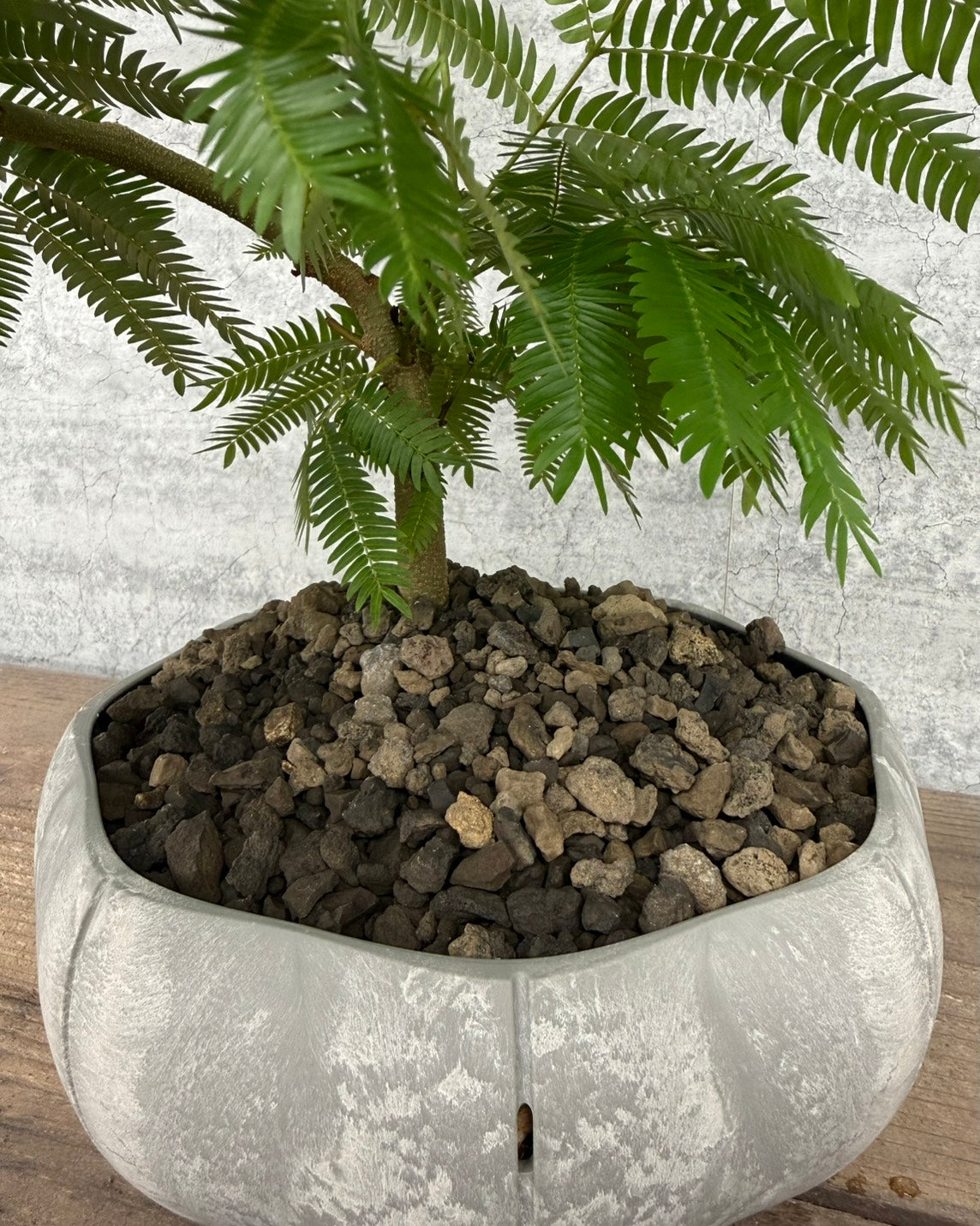 【現品】盆栽風エバーフレッシュ sen鉢セット