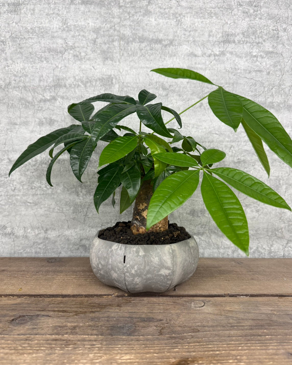 【現品】パキラ sen鉢セット